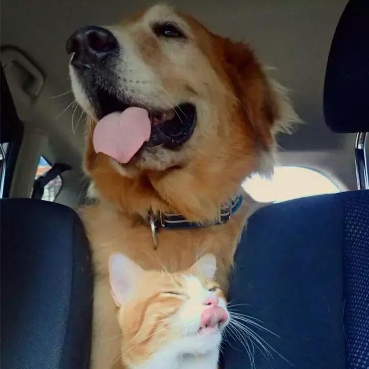 这只金毛和小菊猫的画风太甜啦！情人节狗粮奉上