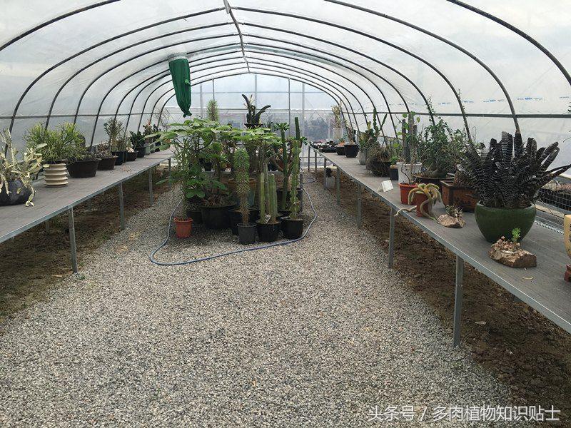 多肉植物杂交育种技术,嫁接多肉植物技术