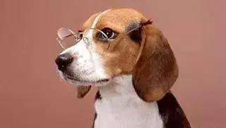 送你超模羽毛,成为逆龄仙女,“宠物界的YSL”重磅来袭!