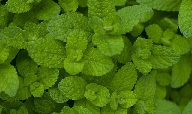 这些食物的另类功效你别信,这16种食物竟是天然的上等药