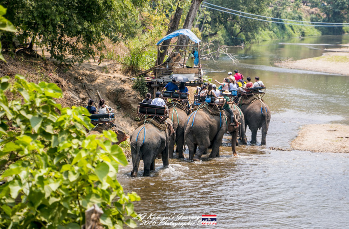 清迈佛寺之城等你采撷的泰北玫瑰,清迈环球旅行家