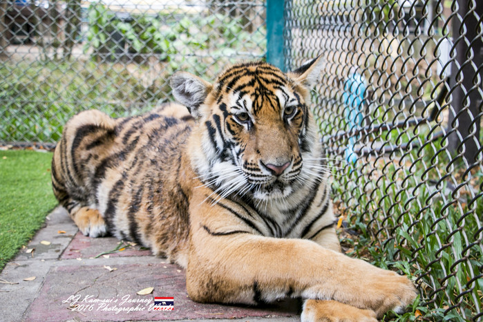 清迈佛寺之城等你采撷的泰北玫瑰,清迈环球旅行家