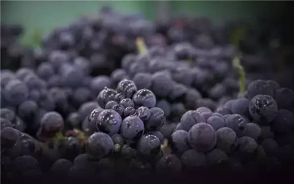 好看的玫瑰香槟图片,香槟金色美图大全