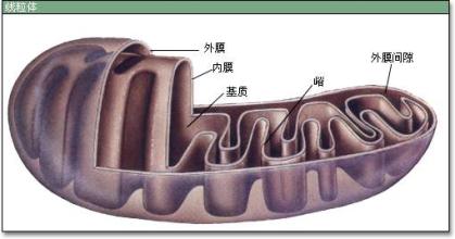 最简单的真核生物,真核生物有质粒吗