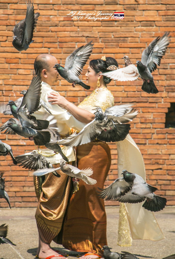 清迈佛寺之城等你采撷的泰北玫瑰,清迈环球旅行家