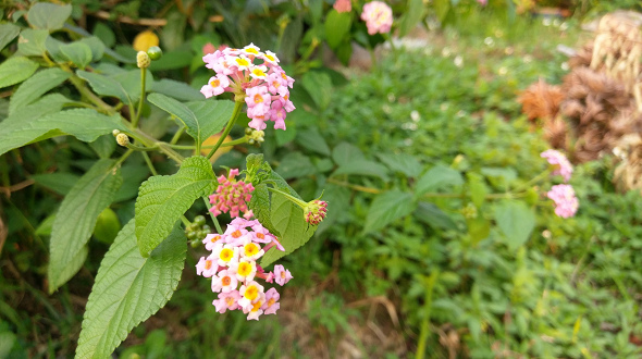 文本直送科技新闻:宏达电旗舰智慧型手机「HTC10」崭新体验,十分完美!