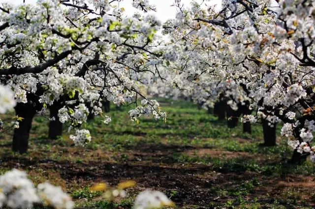 赏花蚌埠,蚌埠春季赏花