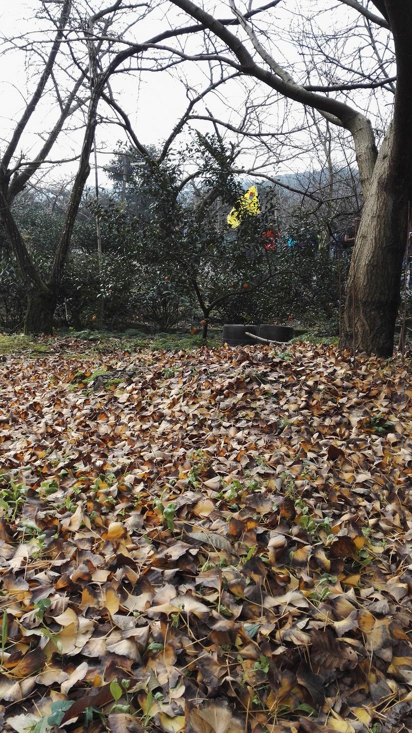 东山哪里的银杏最好看,阳山东山银杏打卡点