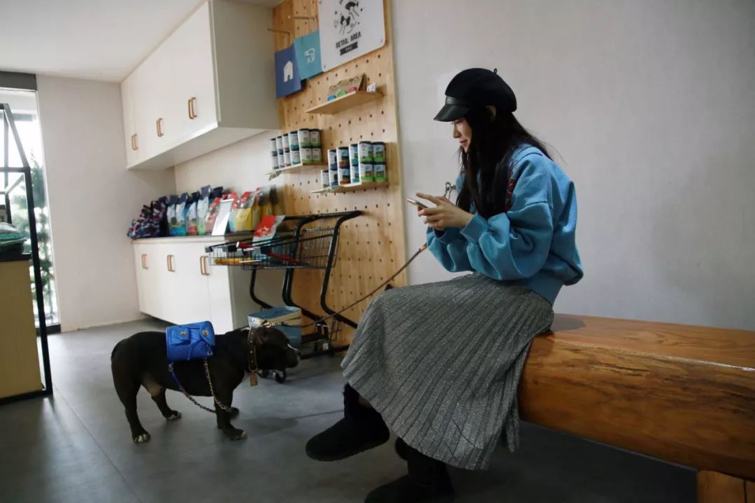 宠物竟然也有五星级酒店,高端宠物酒店推荐