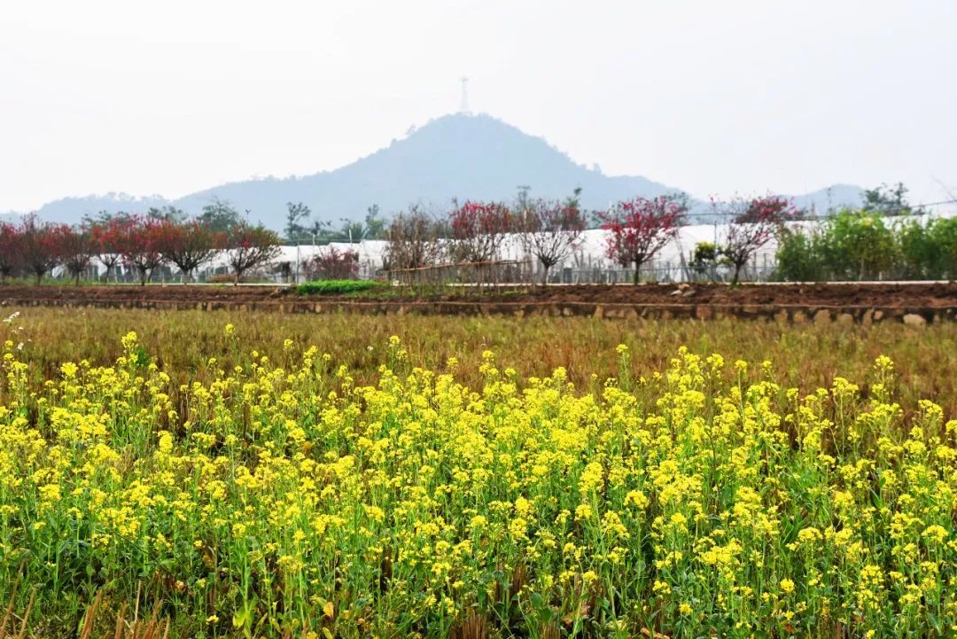 还未脱单？元宵前去东湾村吧，邂逅浪漫！