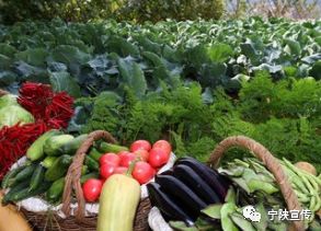 新春走基层草莓熟了农民笑了,新春走基层农民采收致富忙