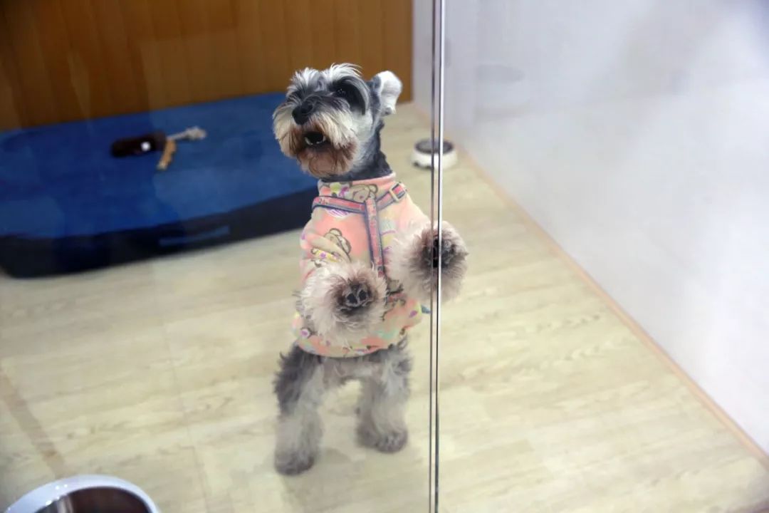 宠物竟然也有五星级酒店,高端宠物酒店推荐