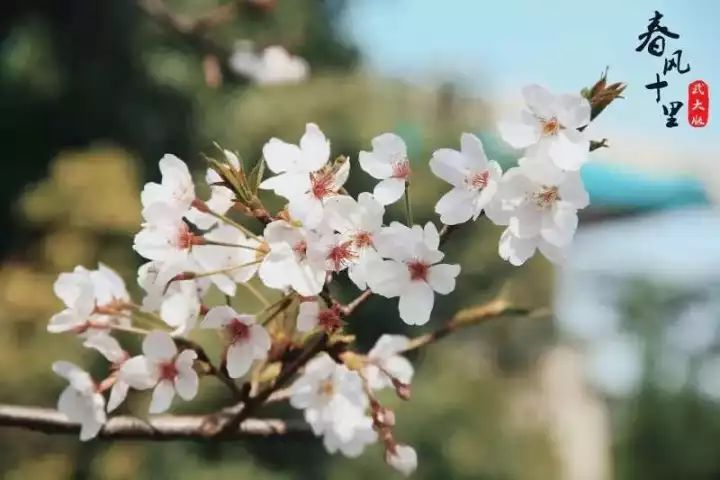 武大的歌曲视频,武大最好听歌曲