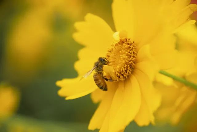 杨朔荔枝蜜阅读题,杨朔荔枝蜜在线阅读