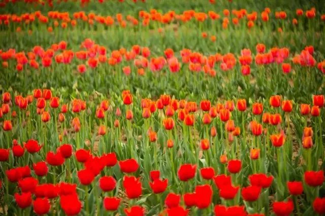 狼牙山龙门湖水上乐园闭园,狼牙山田园花海闭园时间