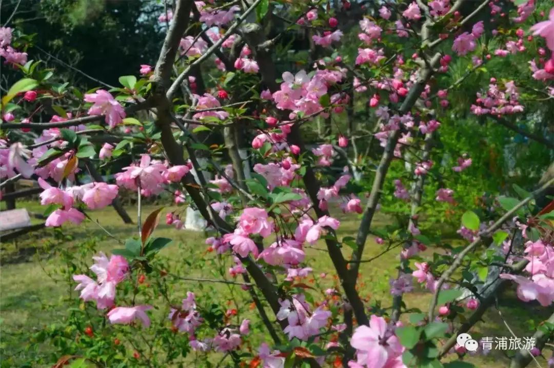 梅时莓刻惊蛰春！这一份青浦春游完整版攻略请收好~