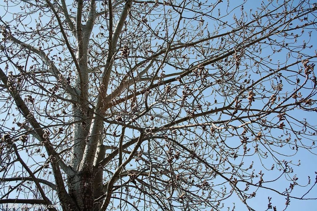 报春技巧,追春的七言诗句