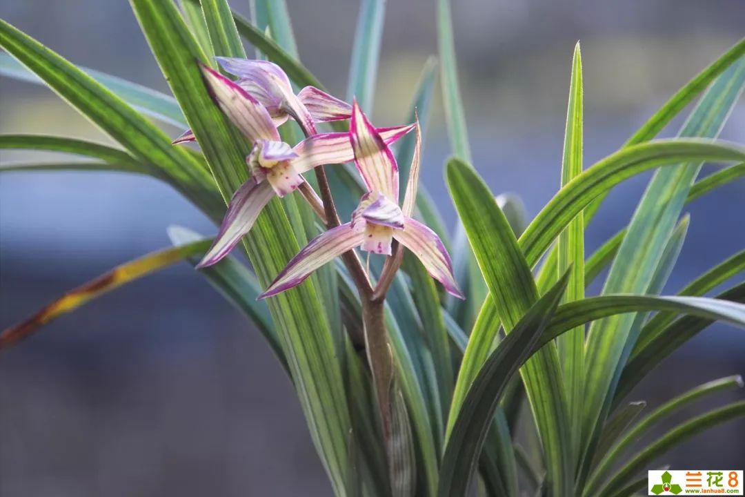 兰花花苞病虫害防治,兰花病虫害防治三种方法