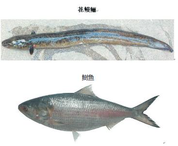 瓯江鱼类品种,温州瓯江口河里都有什么鱼