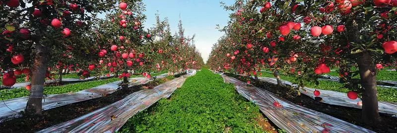 延安特产有哪些,延安特产视频