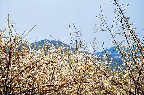 报春技巧,追春的七言诗句