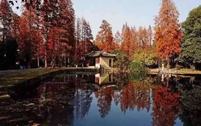 植树节去蚂蚁森林,植树节到