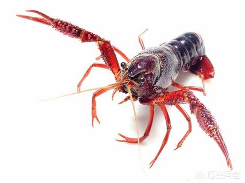 小龙虾养殖的利润,小龙虾养殖投入与利润