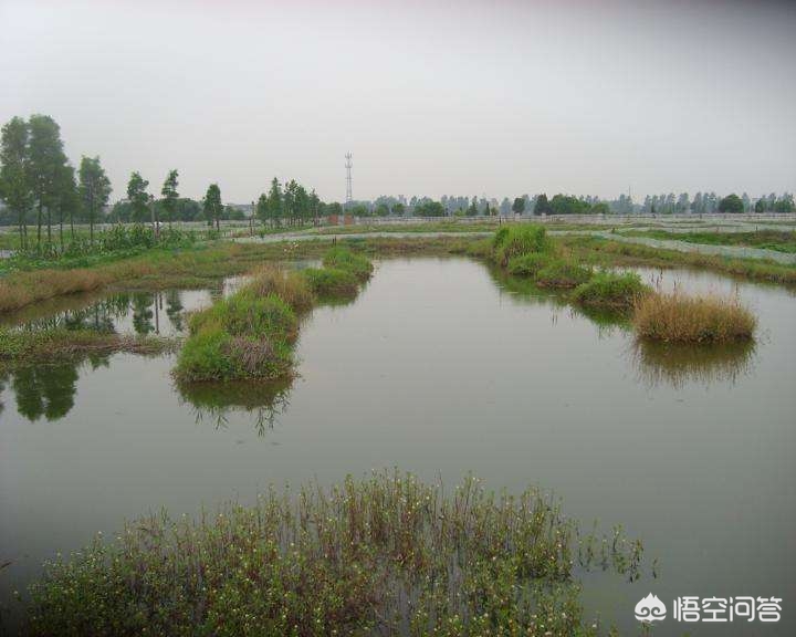 小龙虾养殖年利润一般是多少,小龙虾养殖技术成本与利润