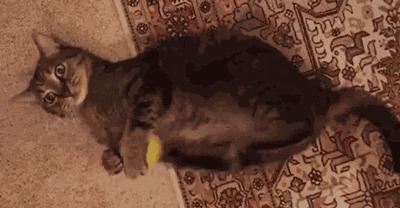 买完就后悔的东西,你买过最没用的东西是什么