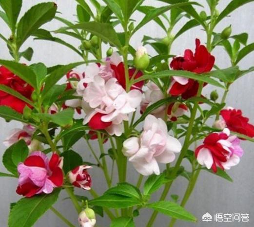 凤仙花种植的注意事项,凤仙花的种植与管理方法