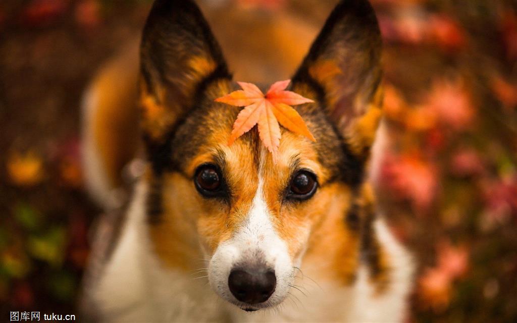 与狗有关的成语谚语歇后语,关于狗的歇后语十个