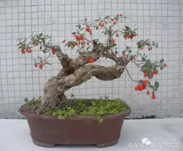 芽叶枝花都可赏,北国红豆亦相思