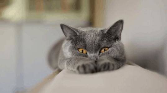 浣犵殑鐚吇鐨勫拫鏍蜂簡,浣犵殑鐚挭椹辫櫕浜嗗悧