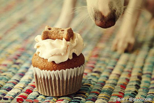 狗狗能吃零食甜甜圈吗,狗狗能吃咖啡糖吗