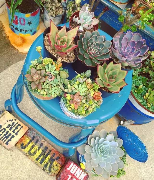 有一家多肉解忧杂货铺是一种怎样的体验