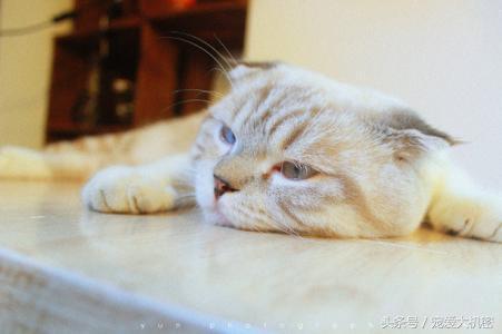 被猫咪抓伤了怎么办会得狂犬病,猫咪抓伤怎么处理