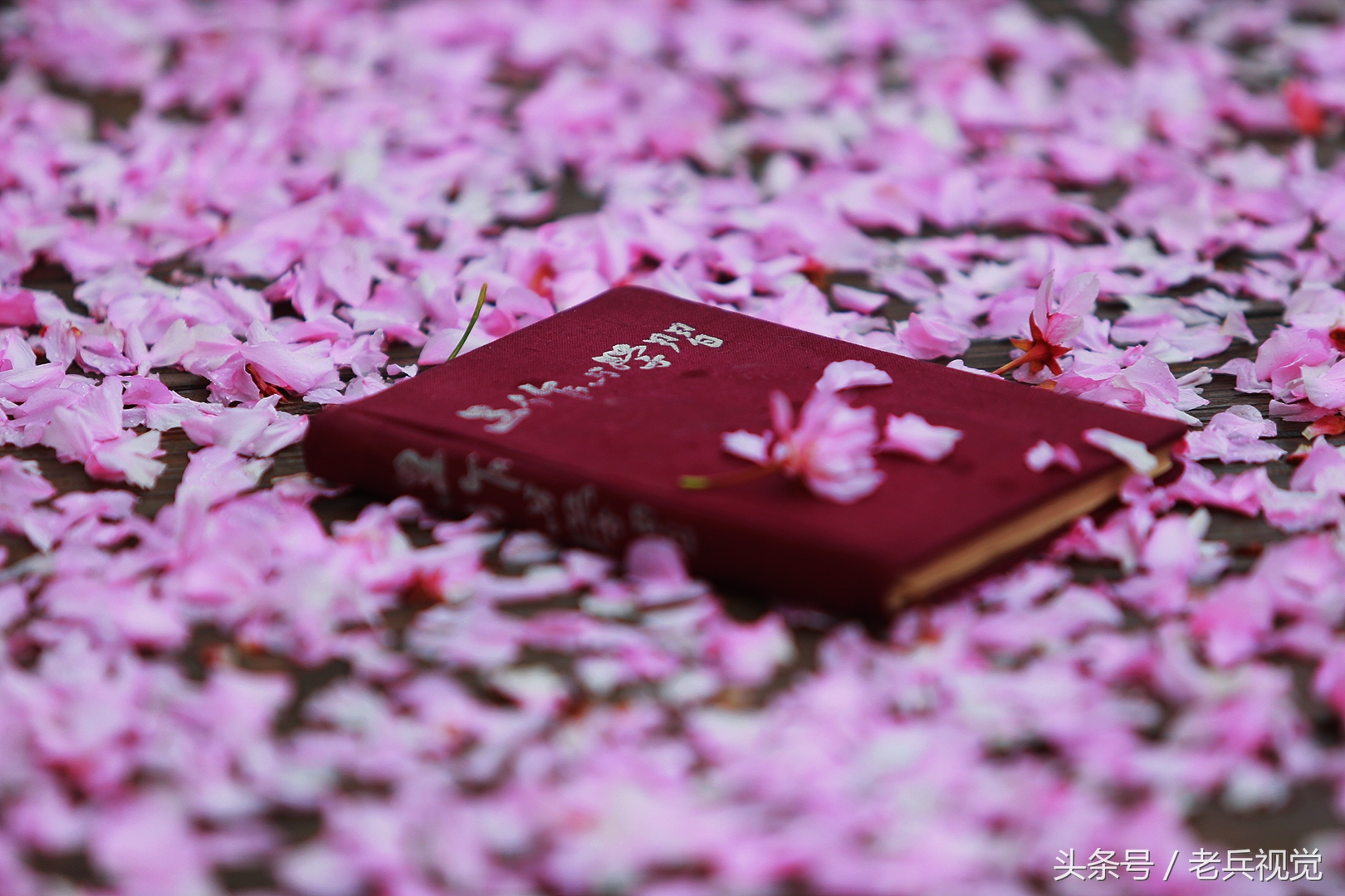 从大连到杭州上海苏州,大连到杭州旅行