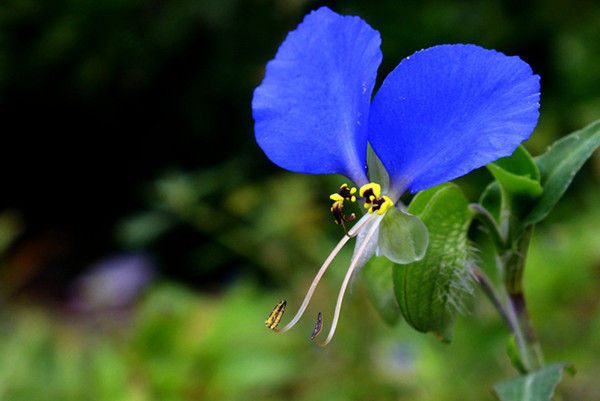 植物吸甲醛好还是活性炭吸甲醛好,芦荟是不是去除甲醛的最好的植物