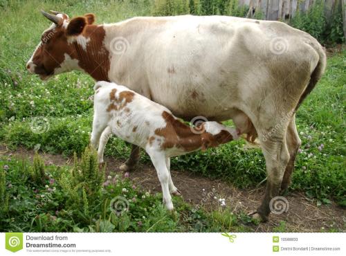 母牛不孕怎么办？母牛不孕症的十四大治疗方法