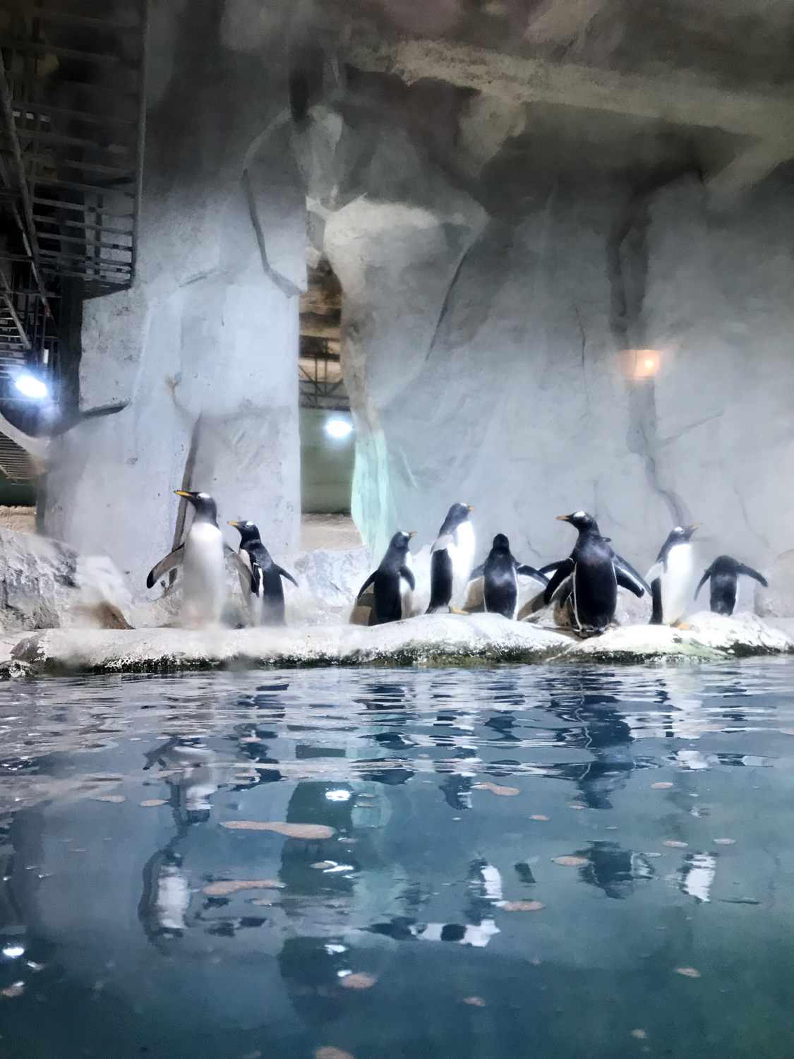 圣亚海洋世界和大连老虎滩哪个好,大连圣亚海洋世界春节门票