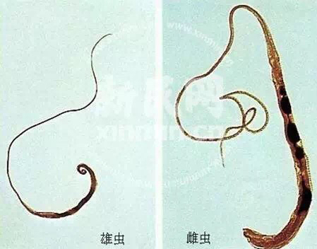 拉布拉多寄生虫,拉布拉多寄生虫会传染人吗