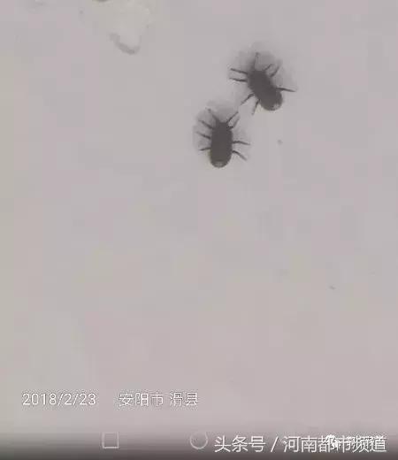 河南什么地方出现大量黑虫,河南村民发现红色线虫