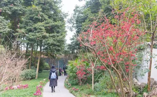 安逸，成都各区县的海棠花开了，周末带上家人或朋友踏春去哦