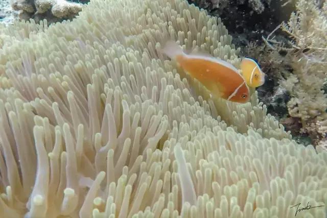 帕劳深度游出海,帕劳深潜体验