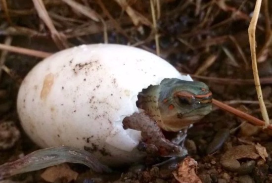 油彩木纹龟是蓝眼睛么,油彩木纹龟成体多大