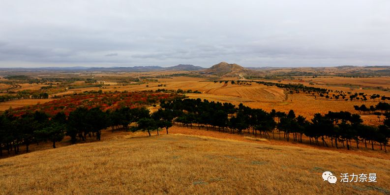 奈曼从哪儿来的,奈曼人真实身份