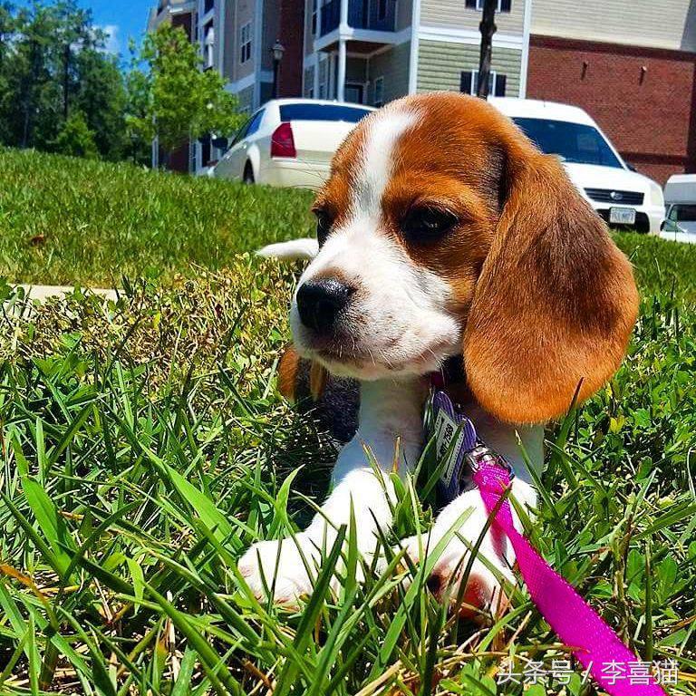 史努比狗是什么狗,史努比的原型是比格还是贝灵顿