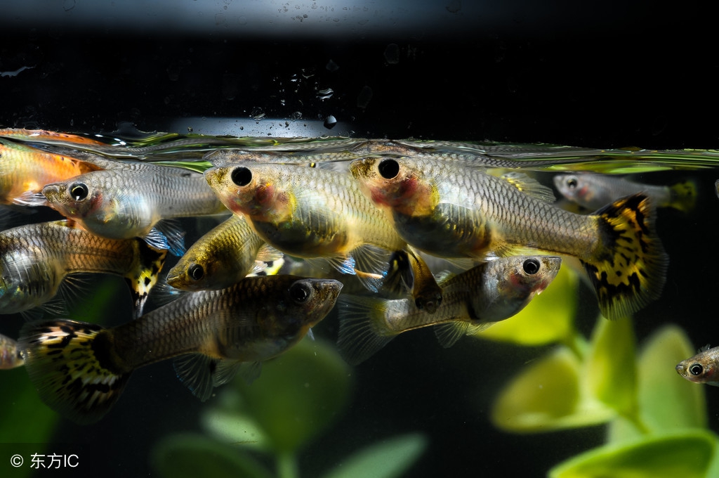 孔雀鱼鱼苗饲养日记图,孔雀鱼的养鱼日记视频