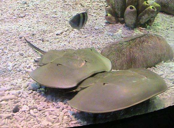 原来韩愈那么胆小！让唐朝中央官大爷吓坏的七种海鲜