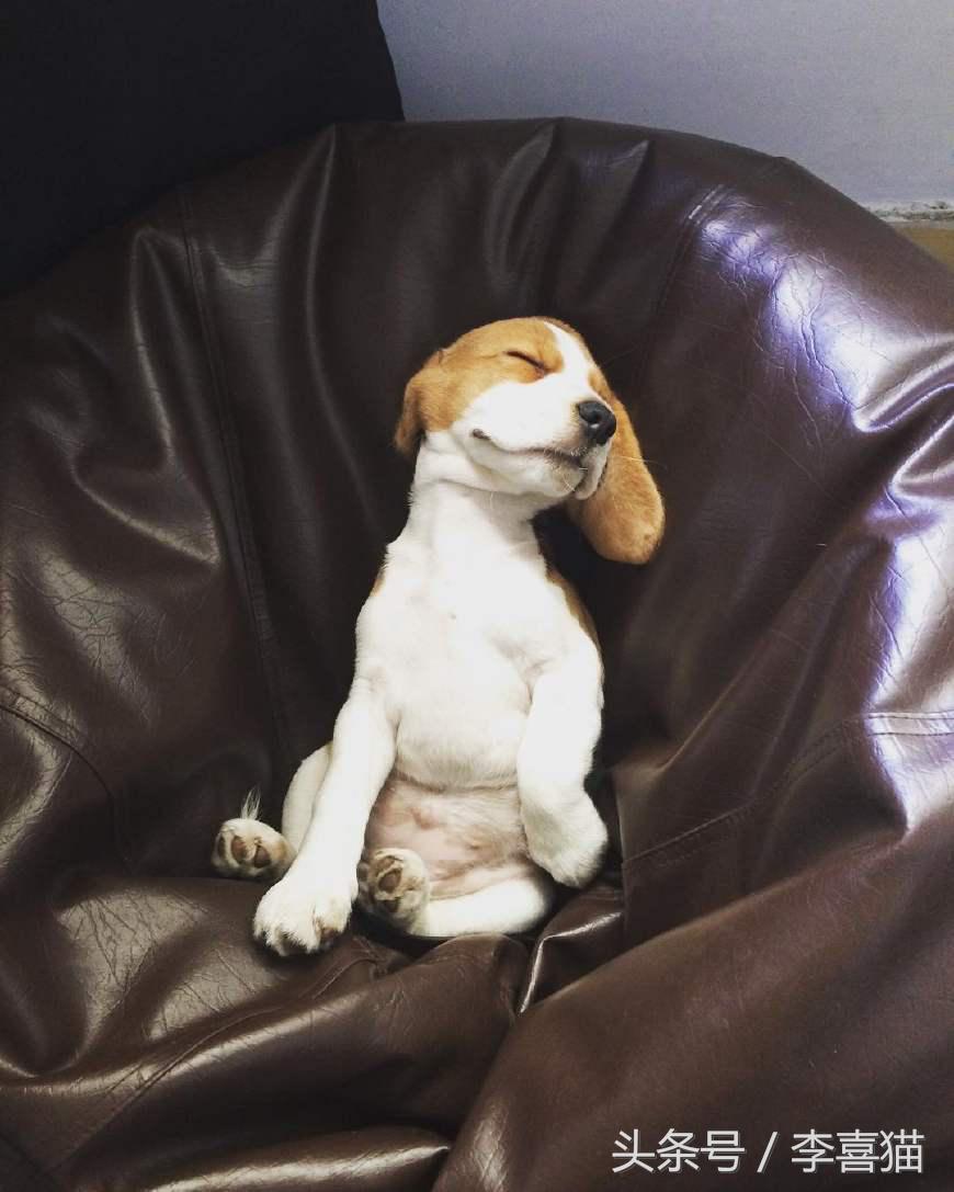 史努比狗是什么狗,史努比的原型是比格还是贝灵顿